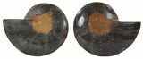 Split Black/Orange Ammonite Pair - Unusual Coloration #55594-1
